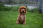 Engelse cocker spaniel (reu) 67594