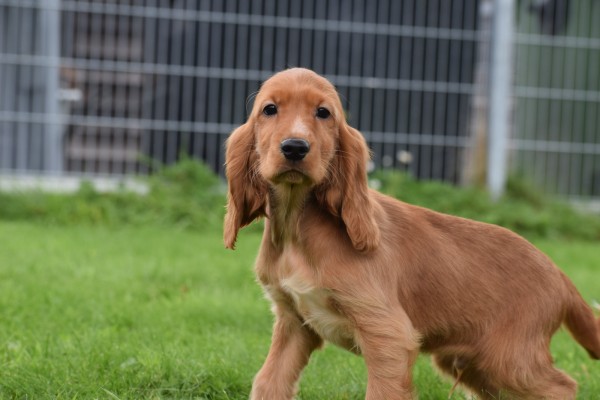 Engelse cocker spaniel (reu) 67594