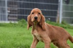 Engelse cocker spaniel (reu) 67594