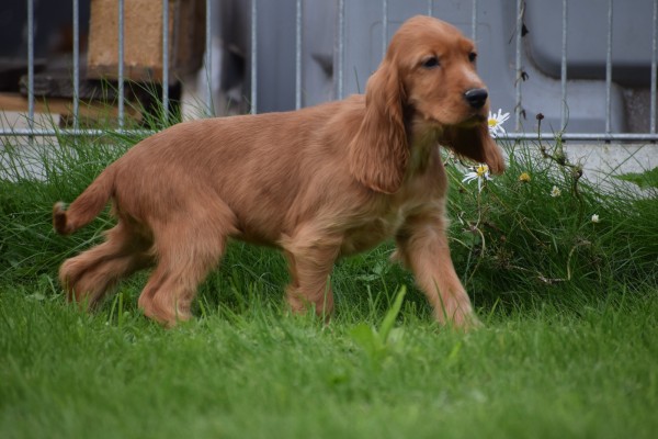 Engelse cocker spaniel (reu) 67594