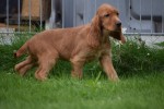 Engelse cocker spaniel (reu) 67594