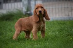 Engelse cocker spaniel (reu) 67594