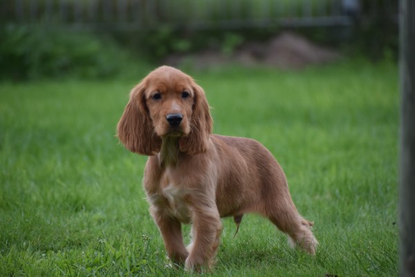 Engelse cocker spaniel (reu) 67594