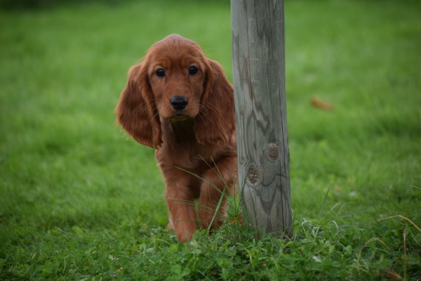 Engelse cocker spaniel (teef) 45216