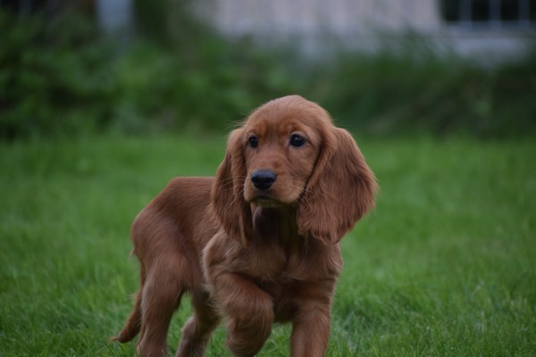 Engelse cocker spaniel (teef) 45216
