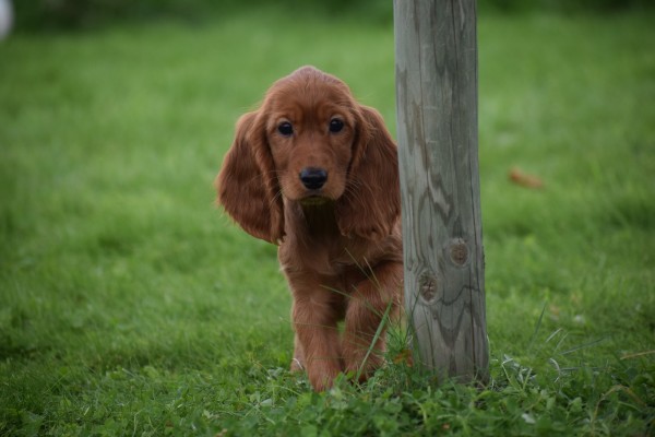 Engelse cocker spaniel (teef) 45216