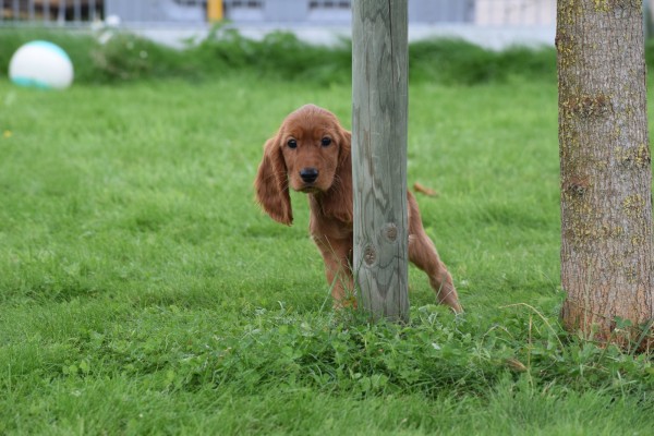 Engelse cocker spaniel (teef) 45216