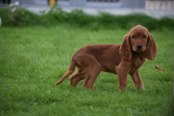 Engelse cocker spaniel (teef) 45216