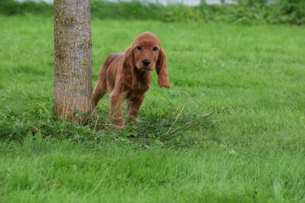 Engelse cocker spaniel (teef) 45216