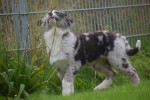 Berger australien (reu) 45111