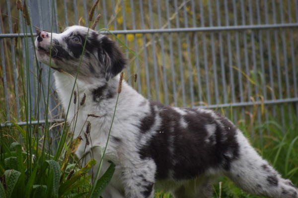 Berger australien (reu) 45111