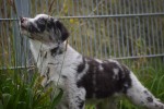 Berger australien (reu) 45111