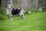 Berger australien (reu) 45111