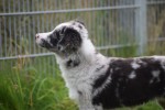 Berger australien (reu) 45111