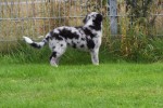 Berger australien (reu) 45111