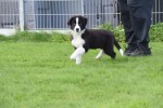 Cavapoo (reu) 44839