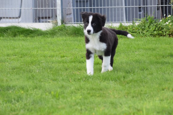 Cavapoo (reu) 44839