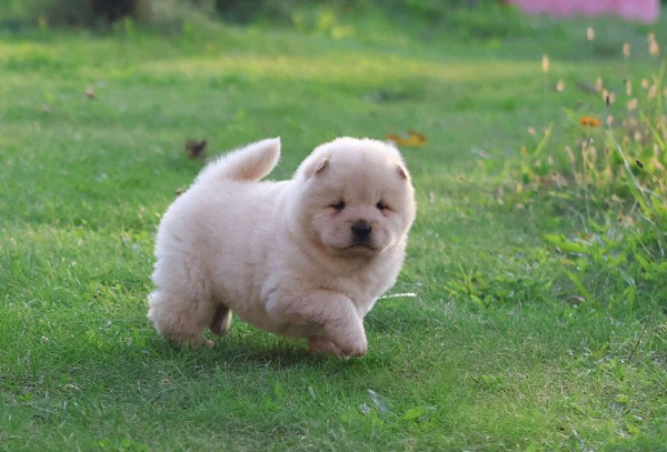 Chow chow