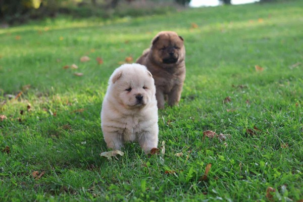Chow chow