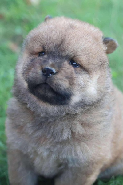 Chow chow