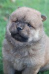Chow chow
