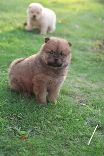 Chow chow