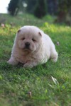 Chow chow
