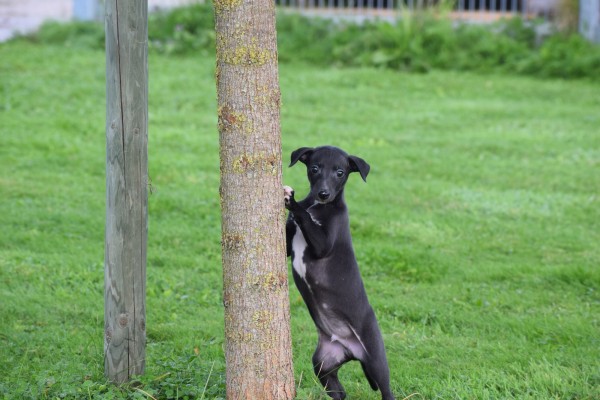 Whippet (reu) 80862