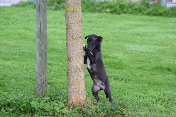 Whippet (reu) 80862