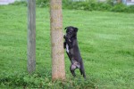 Whippet (reu) 80862