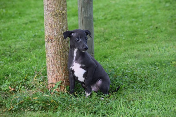 Whippet (reu) 80862