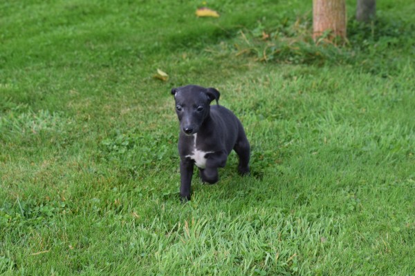 Whippet (reu) 80862