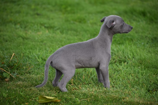 Whippet (teef) 97876