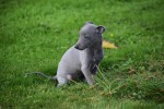Whippet (teef) 97876