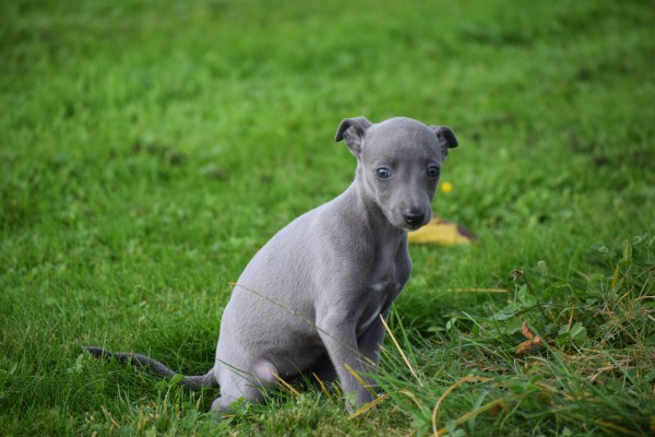 Whippet (teef) 97876