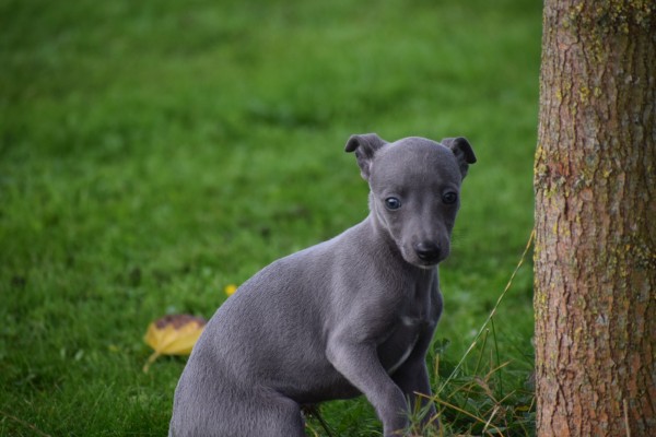 Whippet (teef) 97876