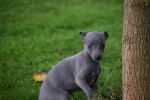 Whippet (teef) 97876