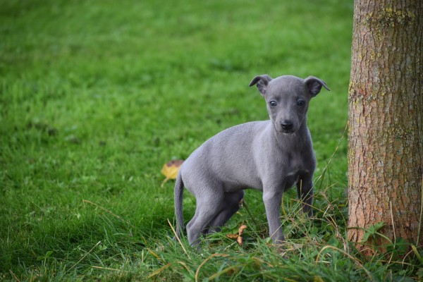 Whippet (teef) 97876