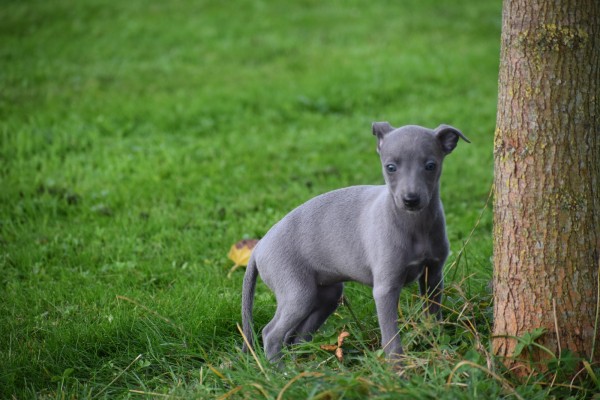 Whippet (teef) 97876
