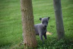Whippet (teef) 97876