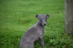 Whippet (teef) 93965