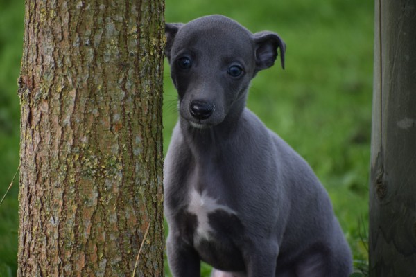 Whippet (teef) 93965