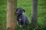 Whippet (teef) 93965
