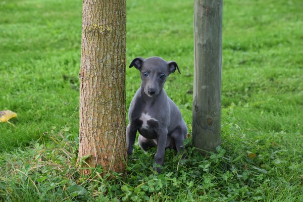 Whippet (teef) 93965