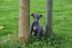 Whippet (teef) 93965