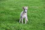Whippet (teef) 93795