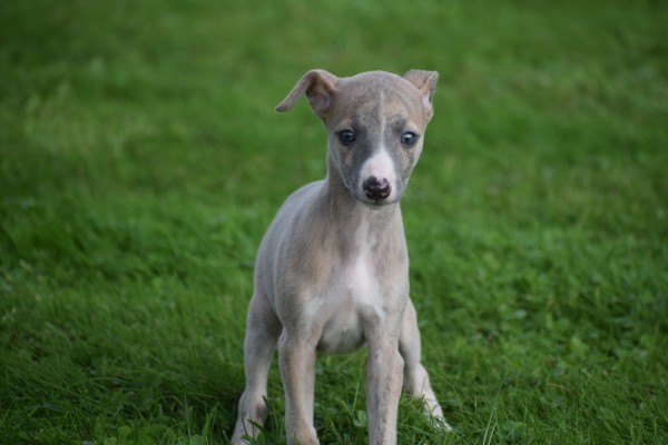 Whippet (teef) 93795