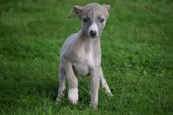 Whippet (teef) 93795
