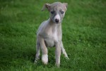 Whippet (teef) 93795