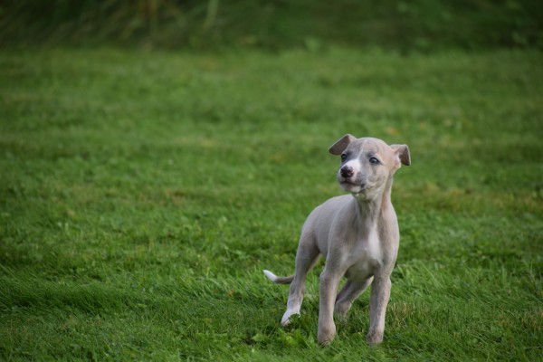 Whippet (teef) 93795